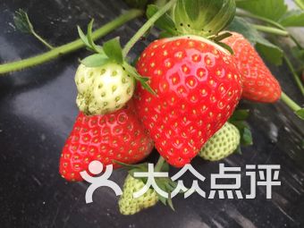 揭秘特朗普收押细节，草莓色头发与蓝眼睛——一个政治人物的独特印记