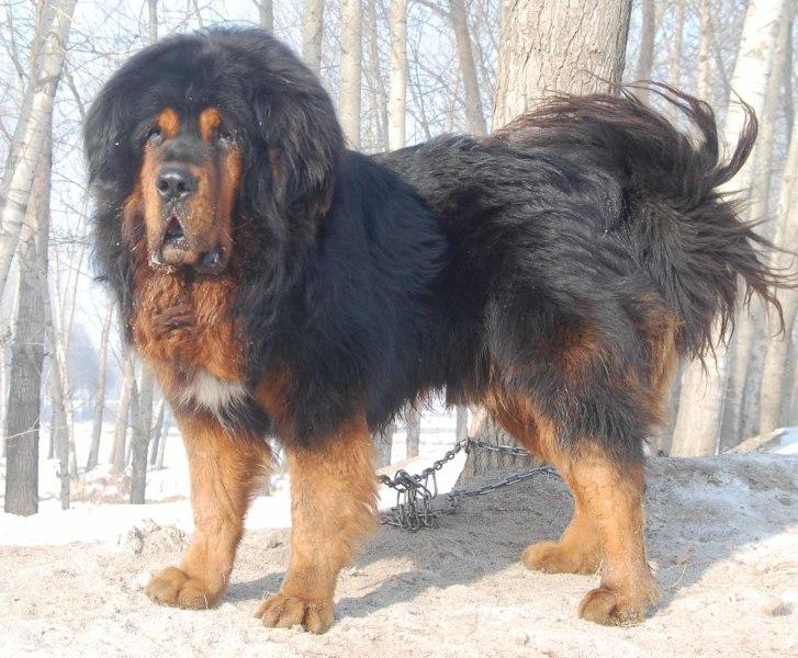 藏獒论坛，探索中国古老犬种的文化与交流平台