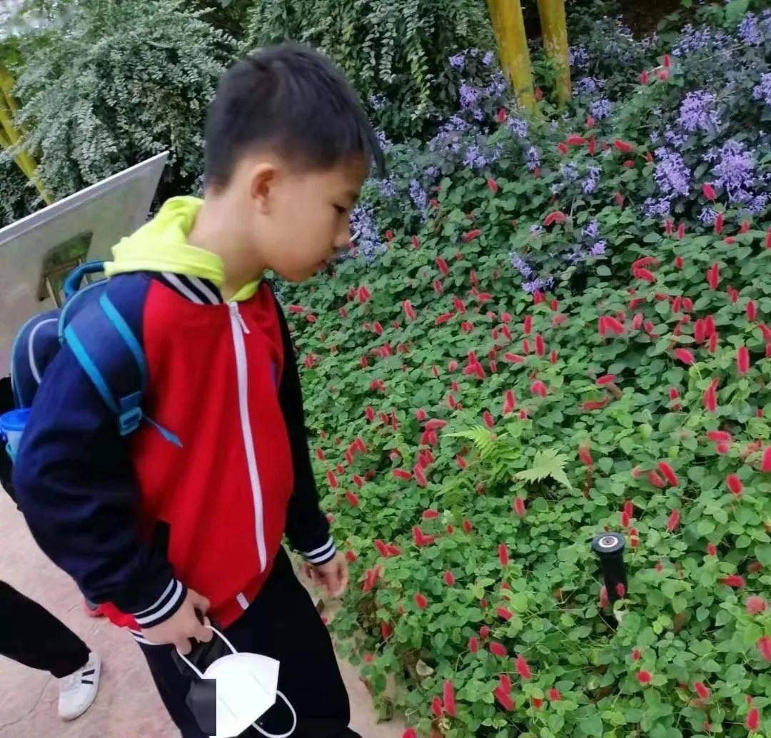 探索黄大仙精准资料的奥秘，免费更新的力量
