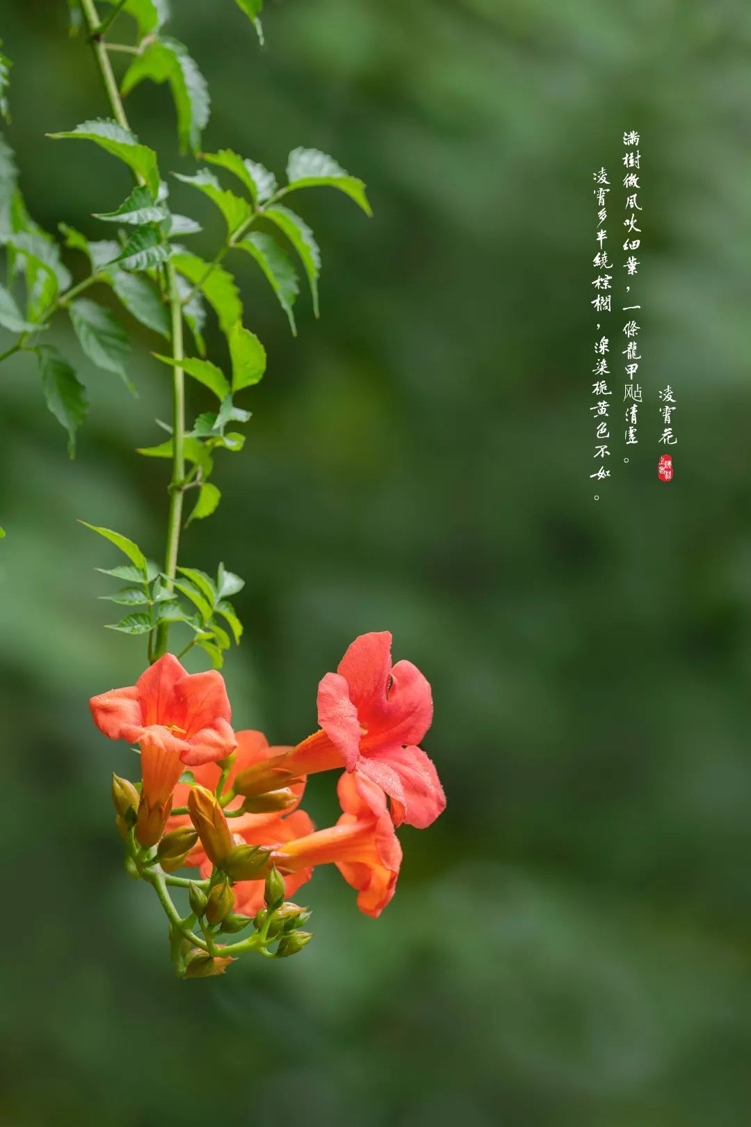 香淃六彩，今日绽放的绚烂果实