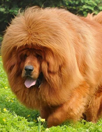 藏獒在线论坛，探索中国古老犬种的文化与交流平台