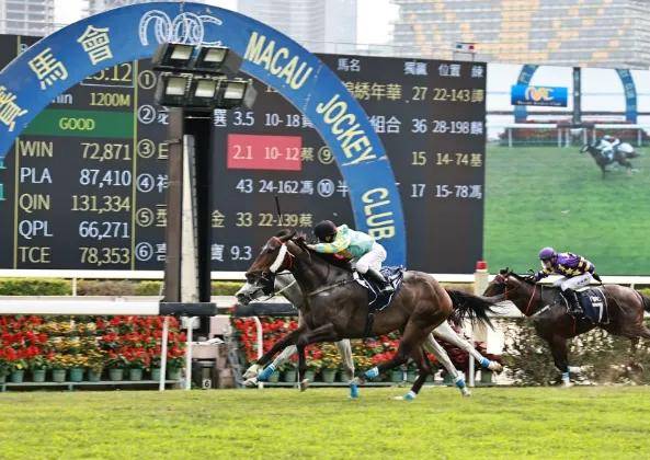 2019年香港马内部免费资料，揭秘赛马的背后与真相