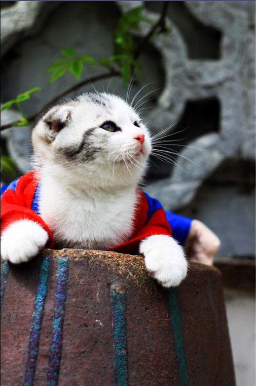 4953860127-Xiao（小）Mao(猫)