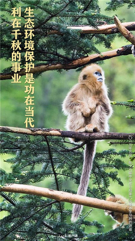 珍爱生命，共筑和谐—世界动物日宣传语的力量